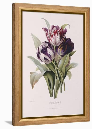 Tulips-Pierre-Joseph Redouté-Framed Premier Image Canvas