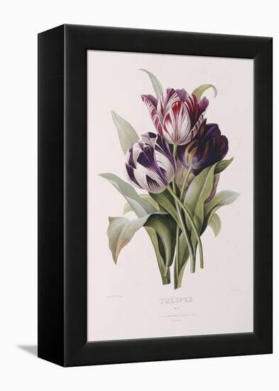 Tulips-Pierre-Joseph Redouté-Framed Premier Image Canvas