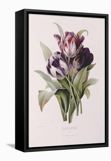 Tulips-Pierre-Joseph Redouté-Framed Premier Image Canvas