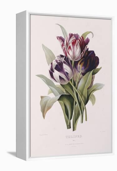 Tulips-Pierre-Joseph Redouté-Framed Premier Image Canvas
