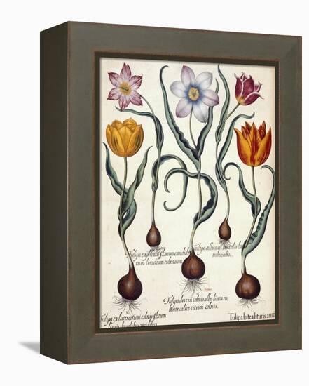 Tulips-null-Framed Premier Image Canvas