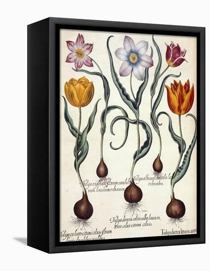 Tulips-null-Framed Premier Image Canvas