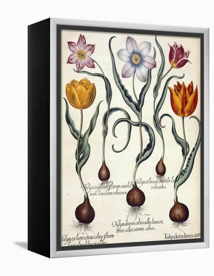 Tulips-null-Framed Premier Image Canvas