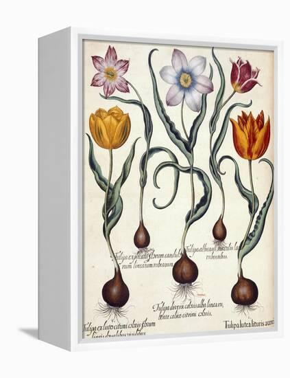 Tulips-null-Framed Premier Image Canvas