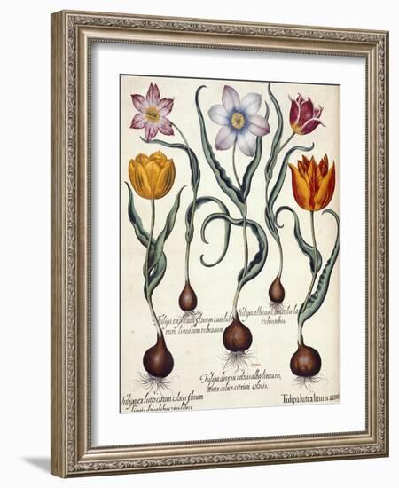 Tulips-null-Framed Giclee Print