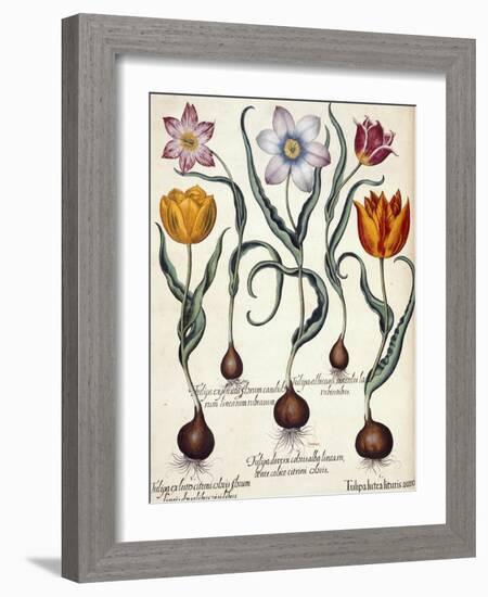 Tulips-null-Framed Giclee Print