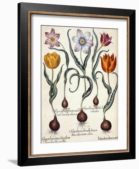 Tulips-null-Framed Giclee Print