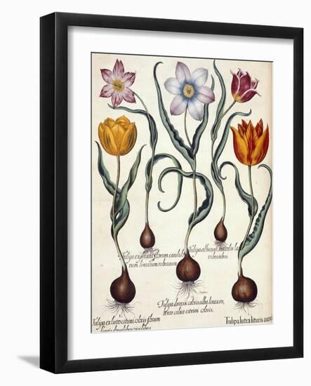 Tulips-null-Framed Giclee Print