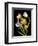 Tulips-Susan S. Barmon-Framed Giclee Print