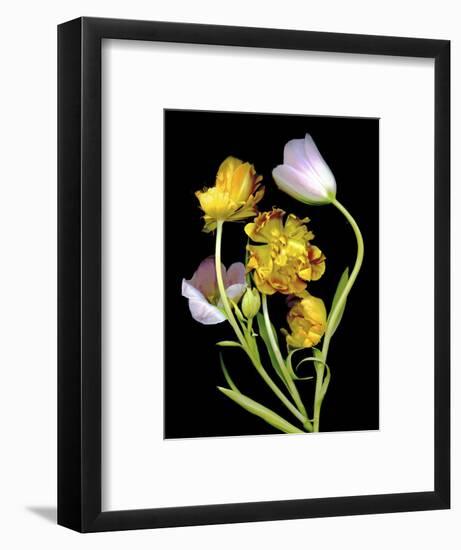 Tulips-Susan S. Barmon-Framed Giclee Print