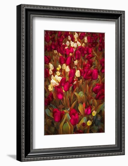 Tulips-Marco Carmassi-Framed Photographic Print