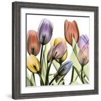 Tulipscape 2-Albert Koetsier-Framed Photographic Print