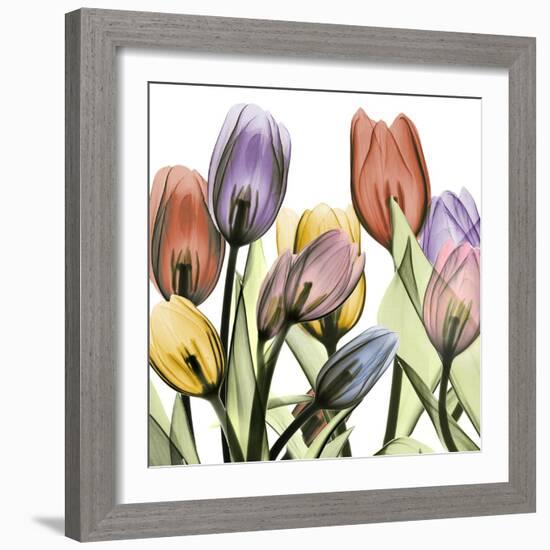 Tulipscape 2-Albert Koetsier-Framed Photographic Print