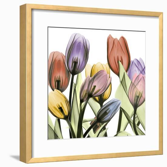 Tulipscape 2-Albert Koetsier-Framed Photographic Print