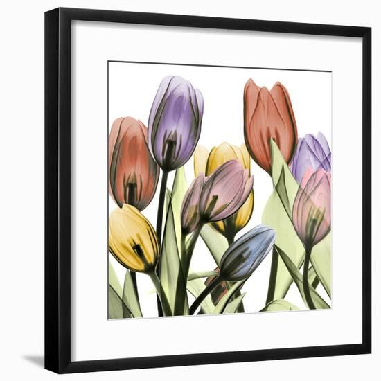 Tulipscape 2-Albert Koetsier-Framed Photographic Print