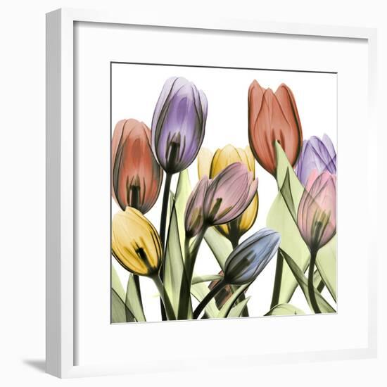 Tulipscape 2-Albert Koetsier-Framed Photographic Print