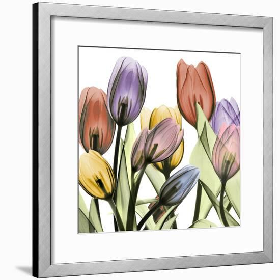 Tulipscape 2-Albert Koetsier-Framed Photographic Print