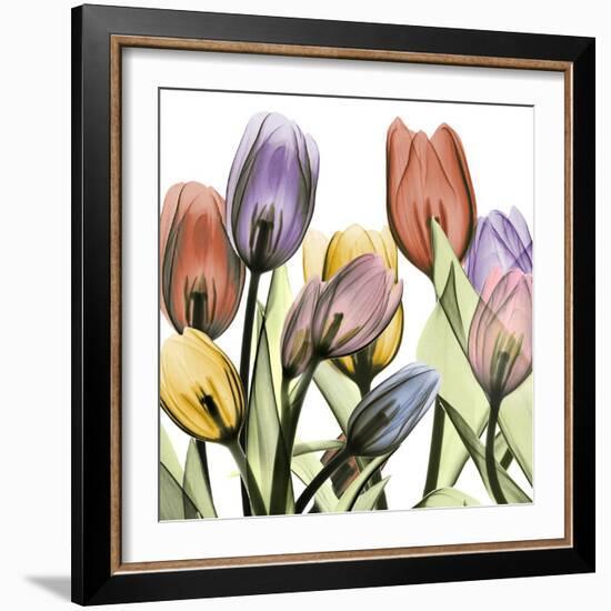 Tulipscape 2-Albert Koetsier-Framed Photographic Print