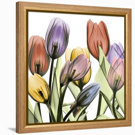 Tulipscape 2-Albert Koetsier-Framed Stretched Canvas