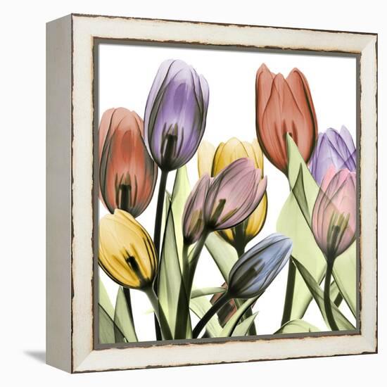 Tulipscape 2-Albert Koetsier-Framed Stretched Canvas