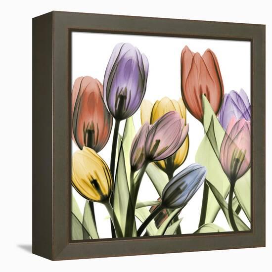 Tulipscape 2-Albert Koetsier-Framed Stretched Canvas