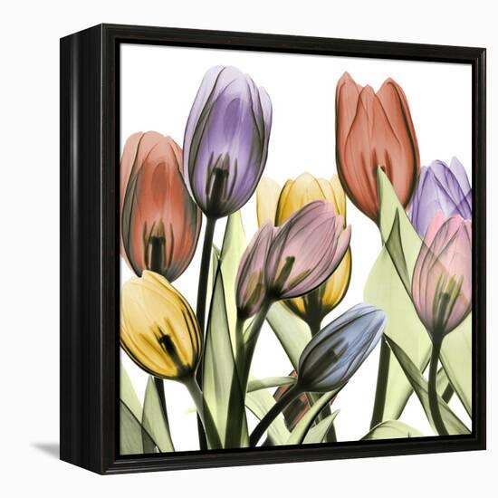 Tulipscape 2-Albert Koetsier-Framed Stretched Canvas