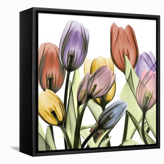 Tulipscape 2-Albert Koetsier-Framed Stretched Canvas