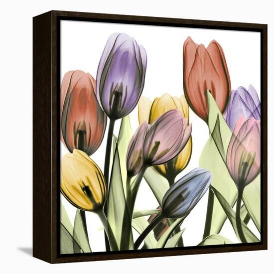 Tulipscape 2-Albert Koetsier-Framed Stretched Canvas