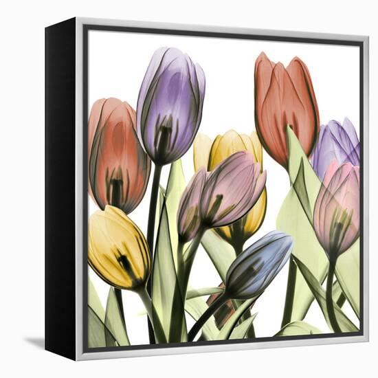 Tulipscape 2-Albert Koetsier-Framed Stretched Canvas