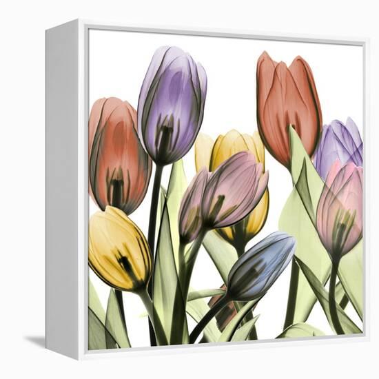Tulipscape 2-Albert Koetsier-Framed Stretched Canvas