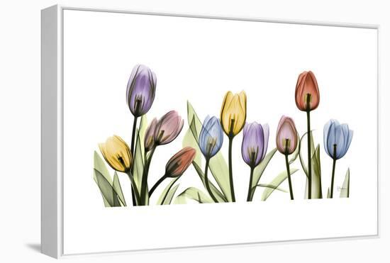 Tulipscape Portrait-Albert Koetsier-Framed Stretched Canvas