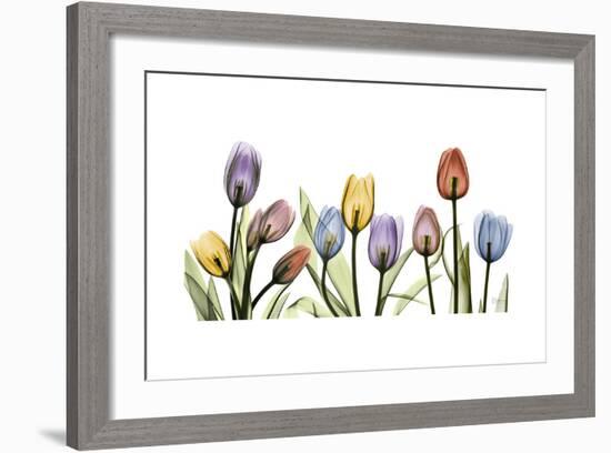 Tulipscape Portrait-Albert Koetsier-Framed Premium Giclee Print