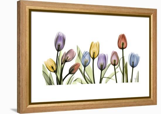 Tulipscape Portrait-Albert Koetsier-Framed Stretched Canvas