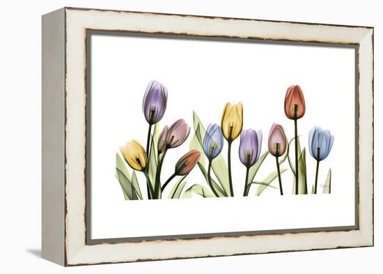 Tulipscape Portrait-Albert Koetsier-Framed Stretched Canvas