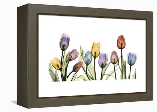 Tulipscape Portrait-Albert Koetsier-Framed Stretched Canvas