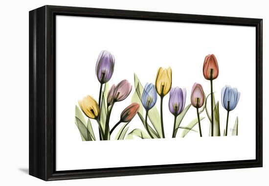 Tulipscape Portrait-Albert Koetsier-Framed Stretched Canvas