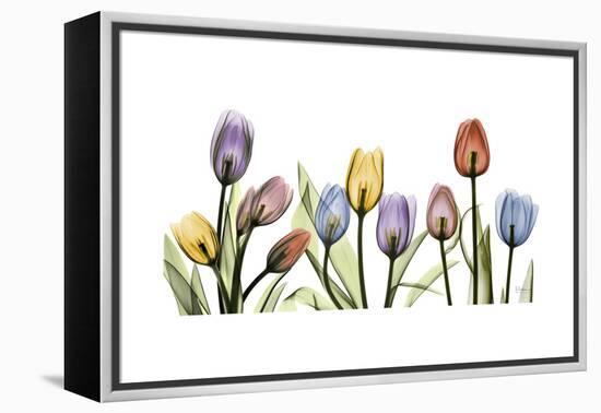 Tulipscape Portrait-Albert Koetsier-Framed Stretched Canvas