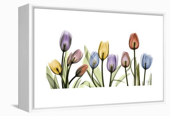 Tulipscape Portrait-Albert Koetsier-Framed Stretched Canvas