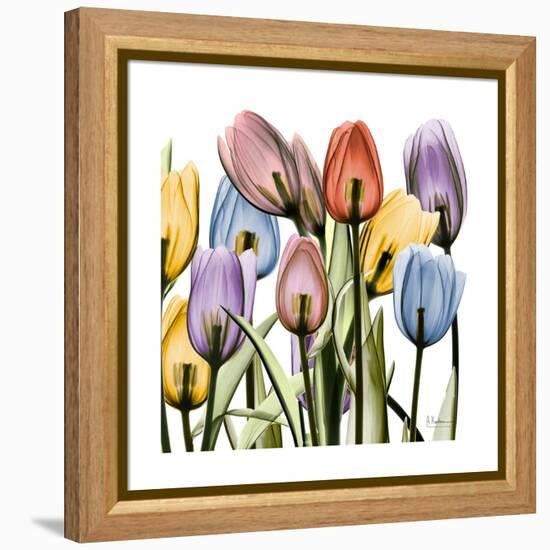 Tulipscape-Albert Koetsier-Framed Stretched Canvas