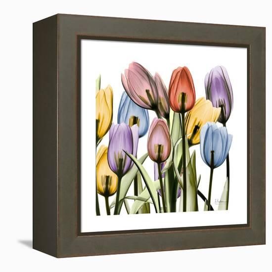 Tulipscape-Albert Koetsier-Framed Stretched Canvas