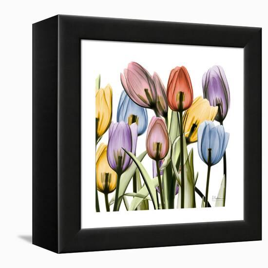 Tulipscape-Albert Koetsier-Framed Stretched Canvas