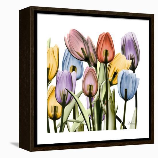 Tulipscape-Albert Koetsier-Framed Stretched Canvas