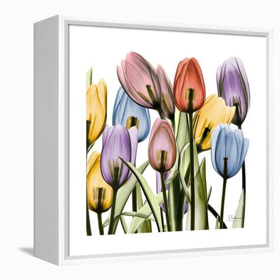 Tulipscape-Albert Koetsier-Framed Stretched Canvas