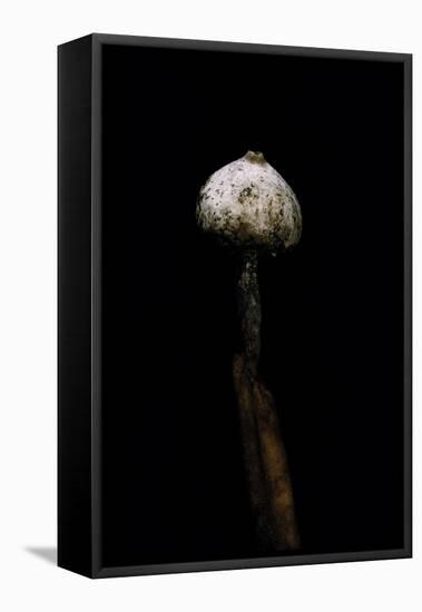 Tulostoma Brumale (Winter Stalkball)-Paul Starosta-Framed Premier Image Canvas