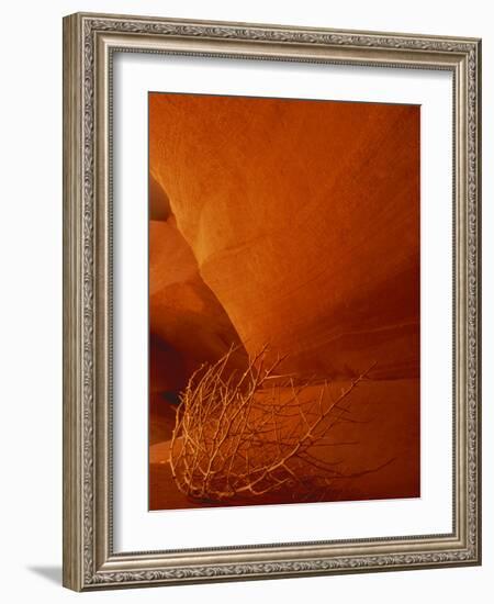 Tumbleweed on Ledge in Antelope Canyon, Page, Arizona, USA-Adam Jones-Framed Photographic Print