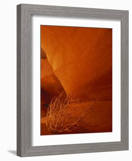 Tumbleweed on Ledge in Antelope Canyon, Page, Arizona, USA-Adam Jones-Framed Photographic Print