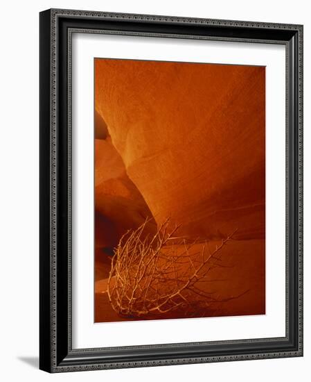 Tumbleweed on Ledge in Antelope Canyon, Page, Arizona, USA-Adam Jones-Framed Photographic Print