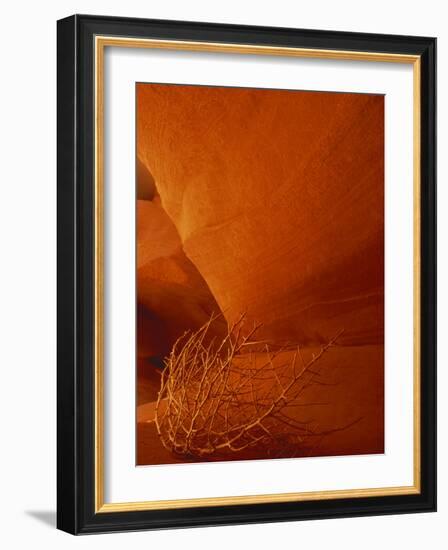 Tumbleweed on Ledge in Antelope Canyon, Page, Arizona, USA-Adam Jones-Framed Photographic Print