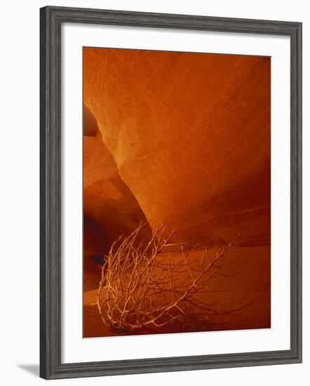 Tumbleweed on Ledge in Antelope Canyon, Page, Arizona, USA-Adam Jones-Framed Photographic Print