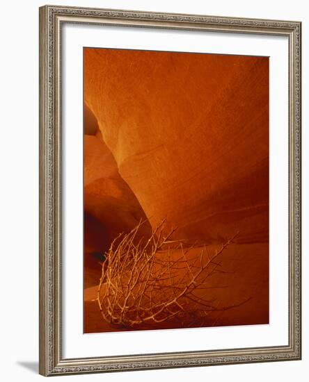 Tumbleweed on Ledge in Antelope Canyon, Page, Arizona, USA-Adam Jones-Framed Photographic Print